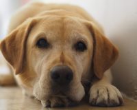 madlena-de-azi-labradorul